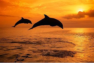 警惕《GTA6》预购测试诈骗 225美元假PC版预购“好评如潮”